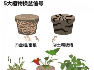 盆栽移植：掌握技巧，成功转移生长环境的艺术或者：植物重生：盆栽移植步骤指南与实践心得分享