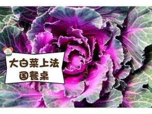 粉色大白菜(法国);粉色大白菜（法国）为何如此奇特？