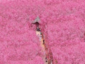 樱花专注的门户网站专注的门户、樱花专注的门户网站，你值得拥有的门户