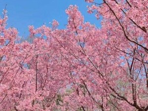 粉色樱花日韩剧视频在线观看(粉色樱花日韩剧视频，高甜来袭，在线观看)