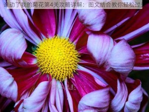 谁动了我的菊花第4关攻略详解：图文结合教你轻松过关