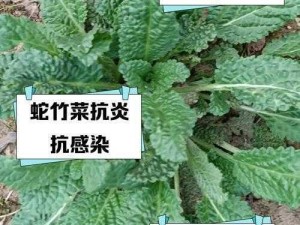 天香炉草药：揭秘其独特功效与多重作用，传统智慧的瑰宝展现现代医学价值