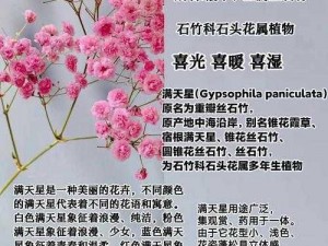 总统夫人满天星，优质鲜花品种，花型优美，颜色淡雅，花期长，适合家居装饰、馈赠亲友