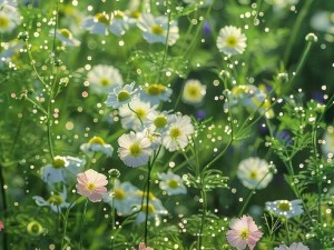 野花韩国高清视频-野花韩国高清视频，震撼视觉的极致体验