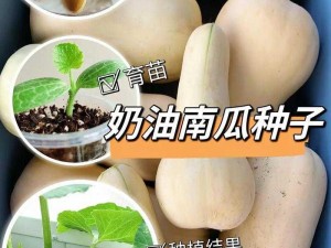 帕夏时代奶油南瓜的来源、特点与种植秘闻探索