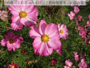 如何种植河北彩花 ssıs-617：了解种植要求，助你收获丰收