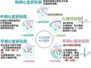 大心脏的力量：揭秘心脏如何点亮生命之光