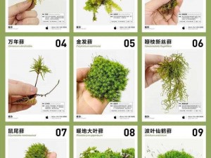 剃刀高地墓地苔数量探究：苔藓覆盖的安息之地有多少？