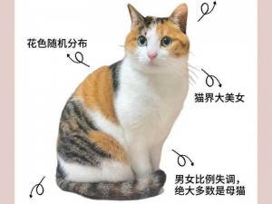 三花猫智慧解析：揭秘其超乎想象的智商与认知能力