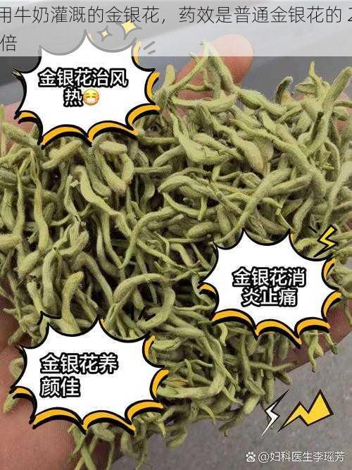 用牛奶灌溉的金银花，药效是普通金银花的 2 倍