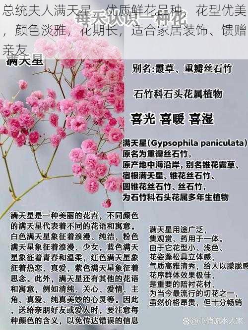 总统夫人满天星，优质鲜花品种，花型优美，颜色淡雅，花期长，适合家居装饰、馈赠亲友