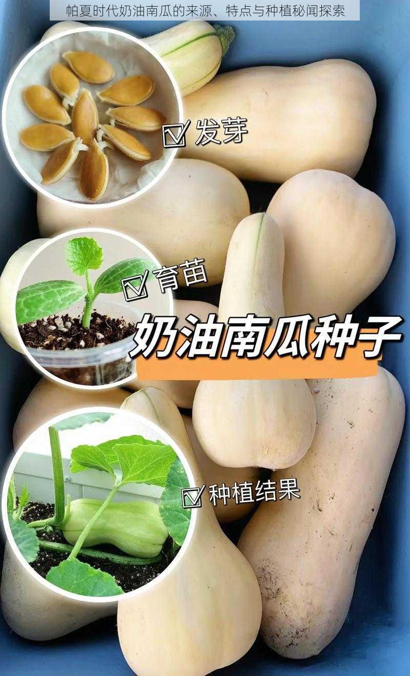 帕夏时代奶油南瓜的来源、特点与种植秘闻探索