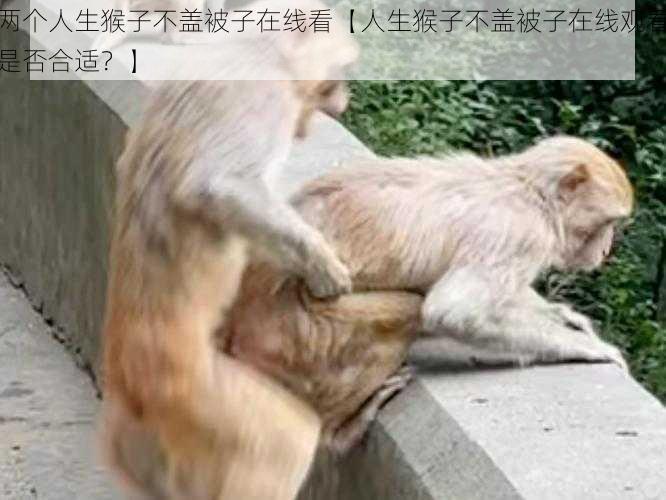 两个人生猴子不盖被子在线看【人生猴子不盖被子在线观看是否合适？】