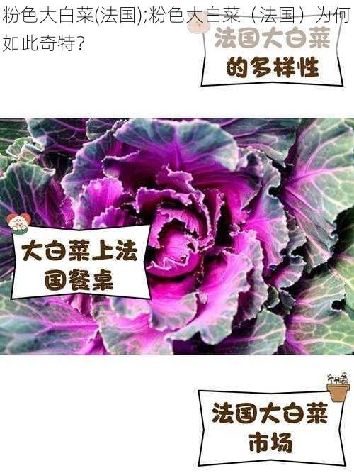 粉色大白菜(法国);粉色大白菜（法国）为何如此奇特？