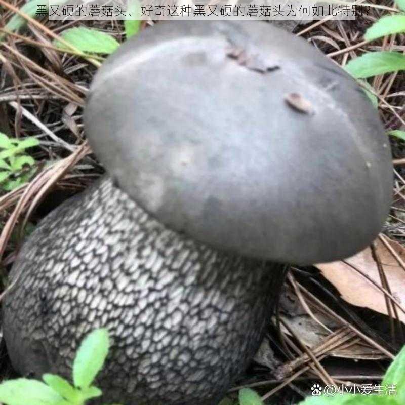 黑又硬的蘑菇头、好奇这种黑又硬的蘑菇头为何如此特别？