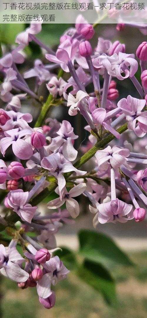 丁香花视频完整版在线观看—求丁香花视频完整版在线观看