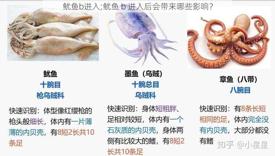 鱿鱼b进入;鱿鱼 b 进入后会带来哪些影响？