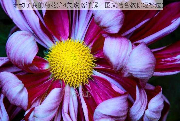 谁动了我的菊花第4关攻略详解：图文结合教你轻松过关