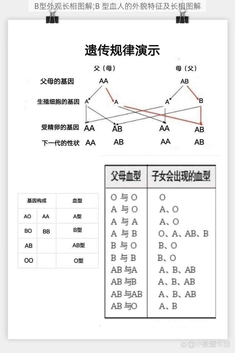 B型外观长相图解;B 型血人的外貌特征及长相图解