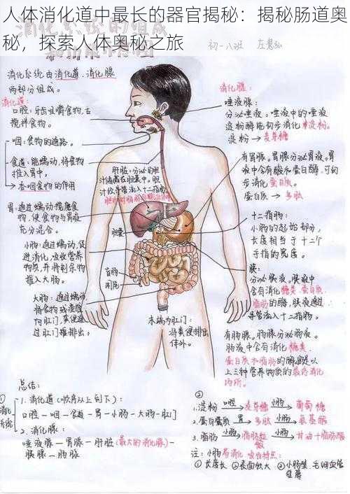 人体消化道中最长的器官揭秘：揭秘肠道奥秘，探索人体奥秘之旅