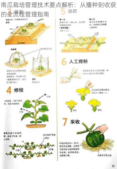 南瓜栽培管理技术要点解析：从播种到收获的全流程管理指南